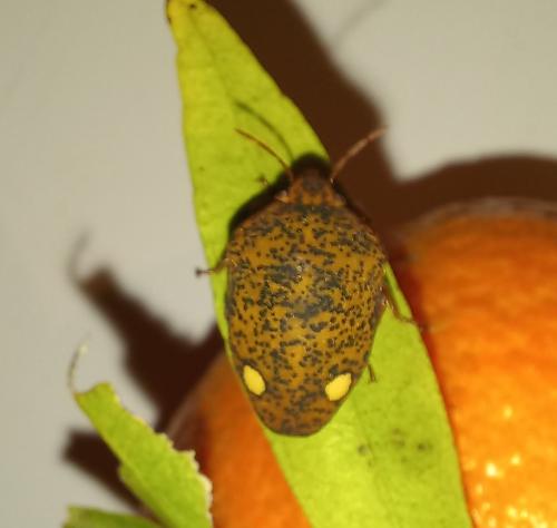 Solenosthedium bilunatum